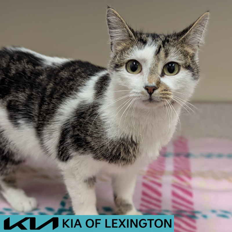 Website Pet Pictures - 2026-05-10T174204.462