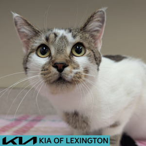 Website Pet Pictures - 2026-05-10T174916.474