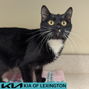 Website Pet Pictures - 2026-05-10T175305.491