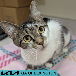 Website Pet Pictures - 2026-05-10T181339.575
