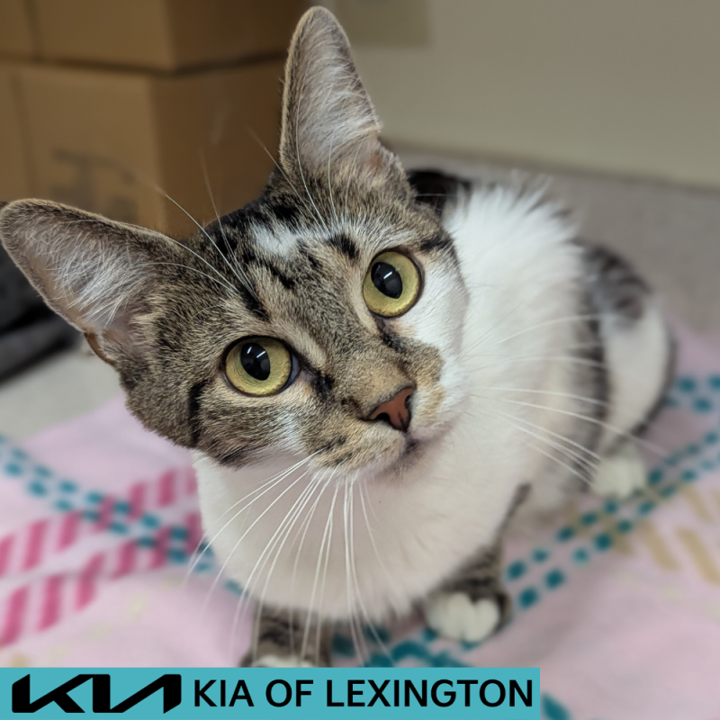 Website Pet Pictures - 2026-05-10T181339.575