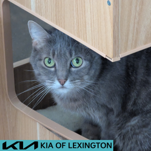 Website Pet Pictures - 2026-05-11T144932.910