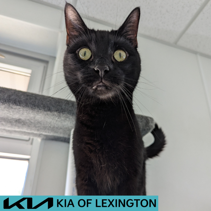 Website Pet Pictures - 2026-05-11T145600.886