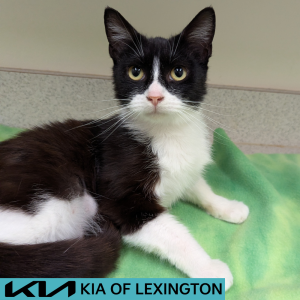 Website Pet Pictures - 2026-05-11T150122.992