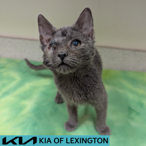 Website Pet Pictures - 2026-05-11T150859.163