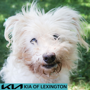 Website Pet Pictures - 2026-05-20T091151.664