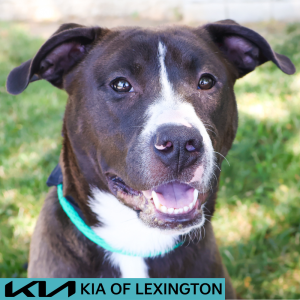 Website Pet Pictures - 2026-05-20T091503.120