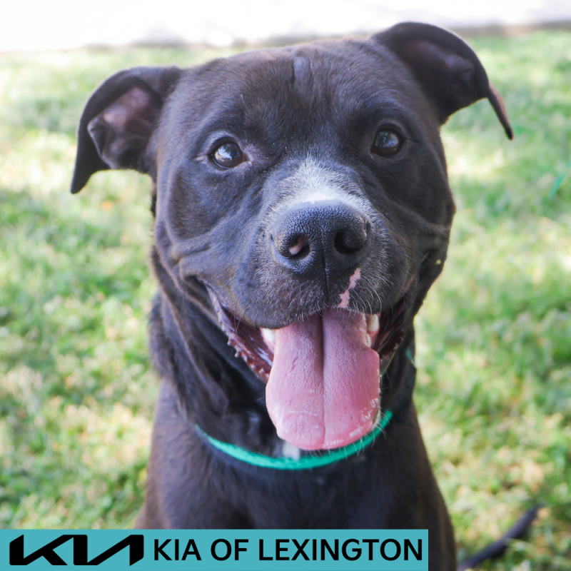 Website Pet Pictures - 2026-05-20T091656.163