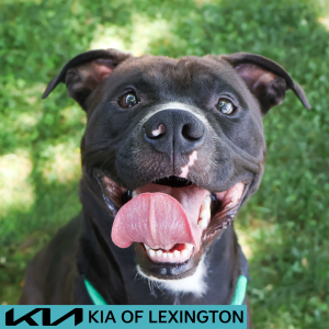 Website Pet Pictures - 2026-05-20T091745.167