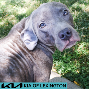 Website Pet Pictures - 2026-05-20T092008.416