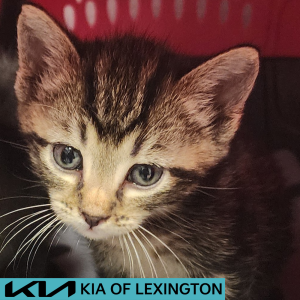 Website Pet Pictures - 2026-05-20T095829.211