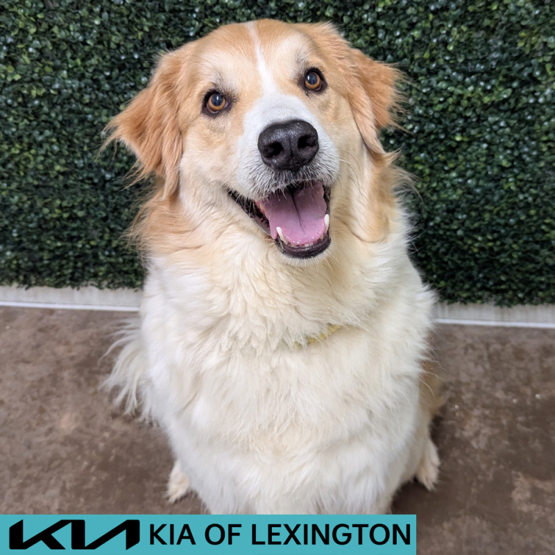 Website Pet Pictures - 2026-05-20T111238.210