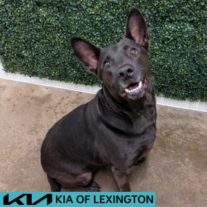 Website Pet Pictures - 2026-05-20T111433.156