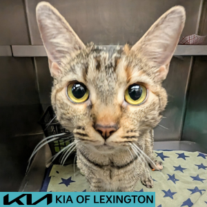 Website Pet Pictures - 2026-05-20T114448.589