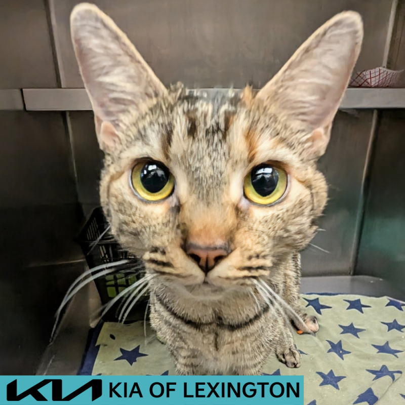 Website Pet Pictures - 2026-05-20T114448.589