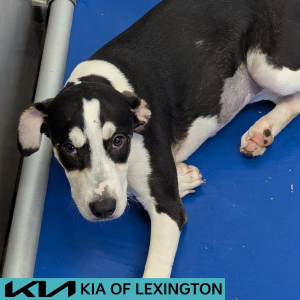 Website Pet Pictures - 2026-05-20T150728.384