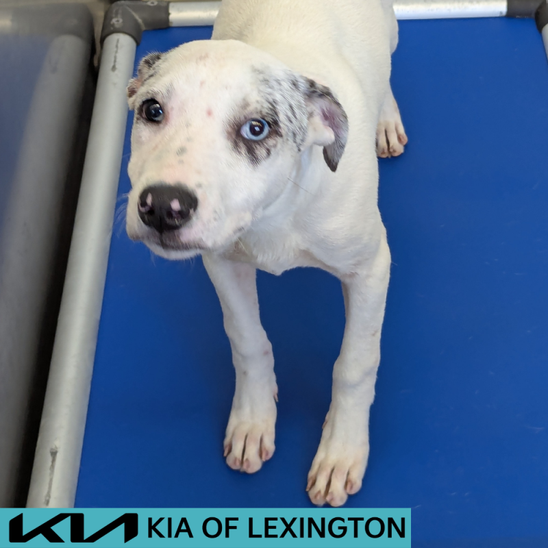 Website Pet Pictures - 2026-05-20T150930.975