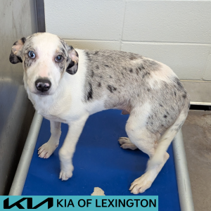 Website Pet Pictures - 2026-05-20T151132.292