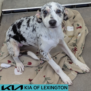 Website Pet Pictures - 2026-05-20T151305.347