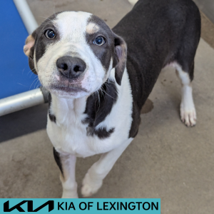 Website Pet Pictures - 2026-05-20T151527.355