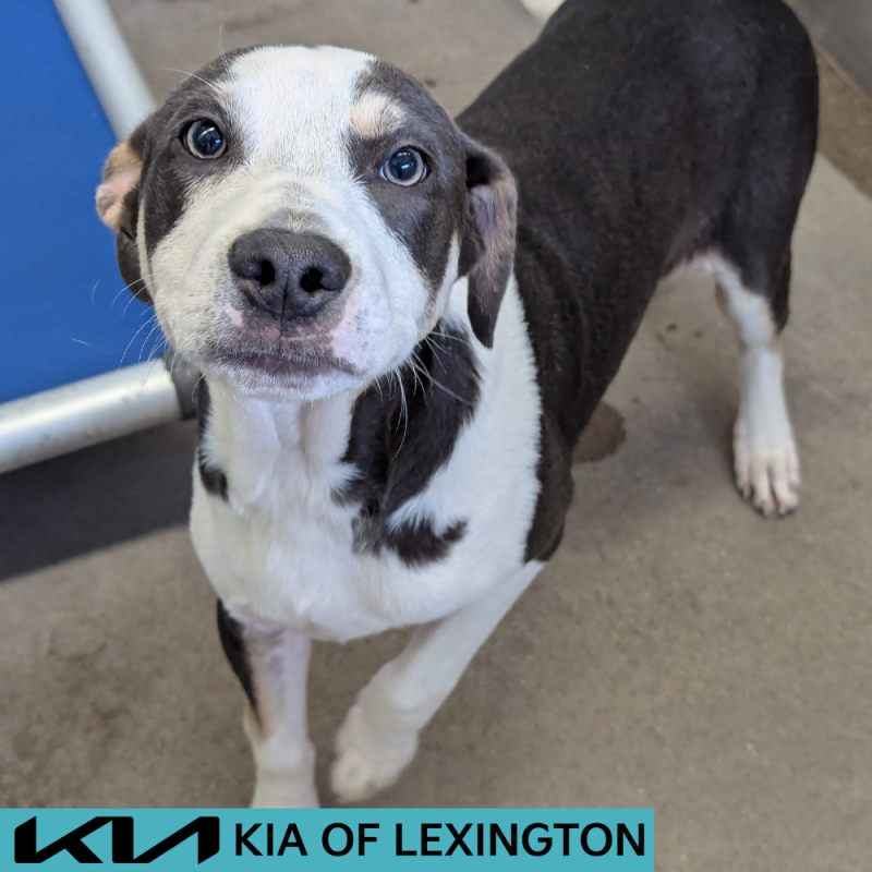 Website Pet Pictures - 2026-05-20T151527.355