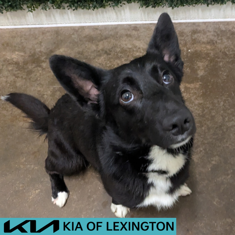 Website Pet Pictures - 2026-05-20T151857.276