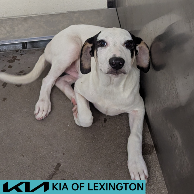 Website Pet Pictures - 2026-05-20T164835.353