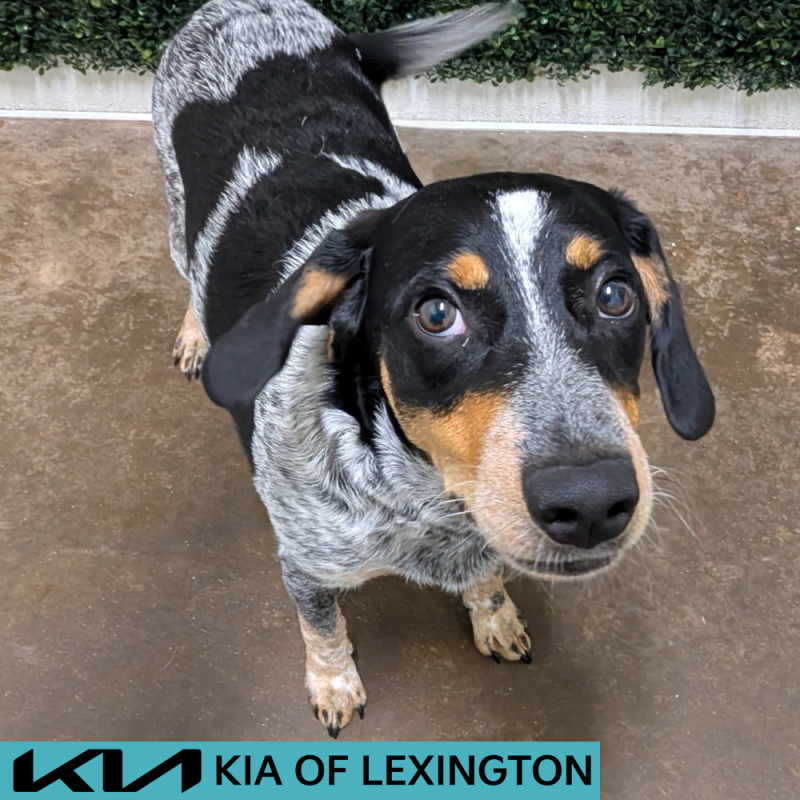 Website Pet Pictures - 2026-05-20T172247.812