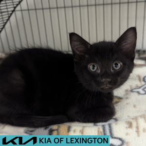 Website Pet Pictures - 2026-05-20T174534.259