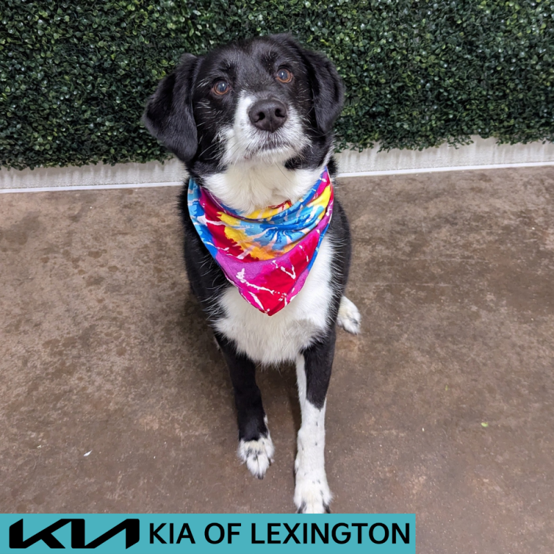 Website Pet Pictures - 2026-05-22T125450.168