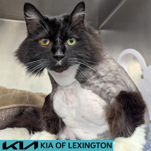 Website Pet Pictures - 2026-05-24T111609.933