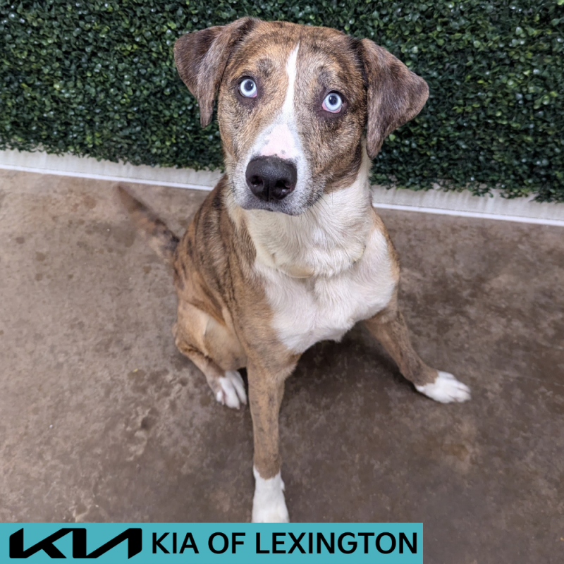 Website Pet Pictures - 2026-05-24T113257.847