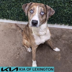 Website Pet Pictures - 2026-05-24T113257.847
