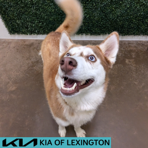 Website Pet Pictures - 2026-05-24T160231.172