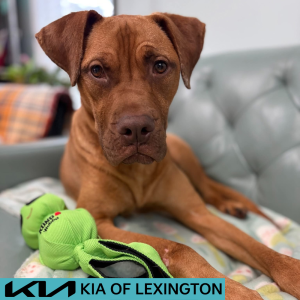 Website Pet Pictures - 2026-05-26T135654.179