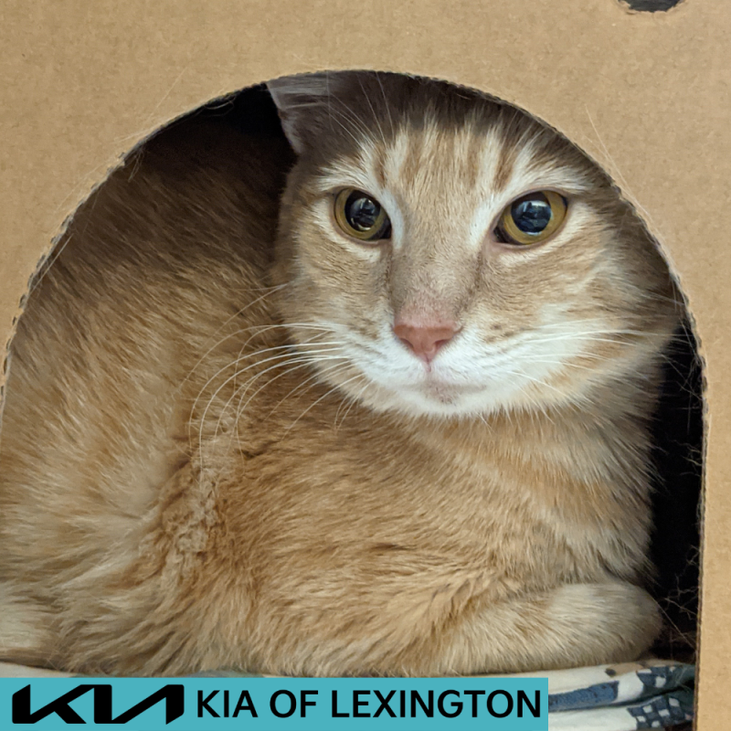 Website Pet Pictures - 2026-05-27T094558.517