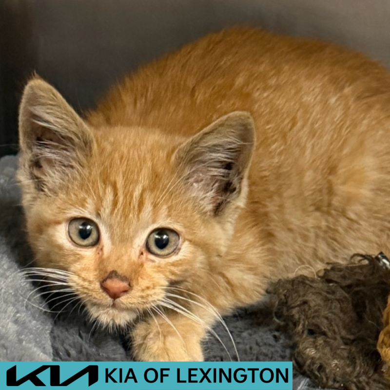 Website Pet Pictures - 2026-05-27T095208.467