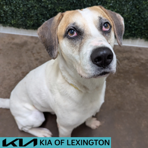 Website Pet Pictures - 2026-05-27T150842.565