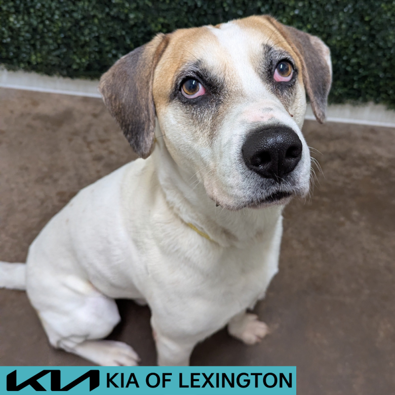 Website Pet Pictures - 2026-05-27T150842.565