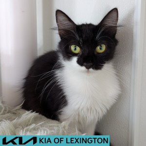Website Pet Pictures - 2026-05-31T104616.544