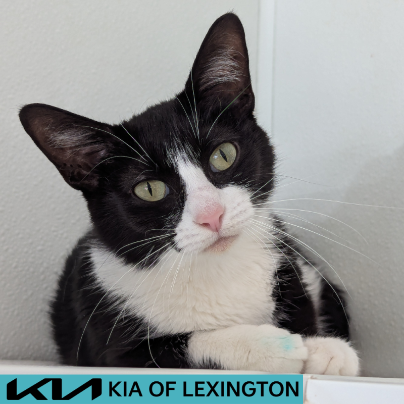 Website Pet Pictures - 2026-05-31T104803.485
