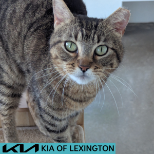 Website Pet Pictures - 2026-05-31T104942.502