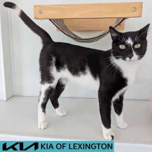 Website Pet Pictures - 2026-05-31T105152.429