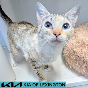 Website Pet Pictures - 2026-05-31T105544.677