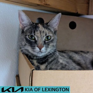 Website Pet Pictures - 2026-05-31T105734.523