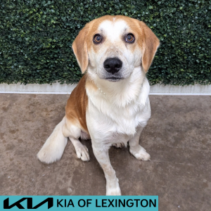 Website Pet Pictures - 2026-05-31T113651.477
