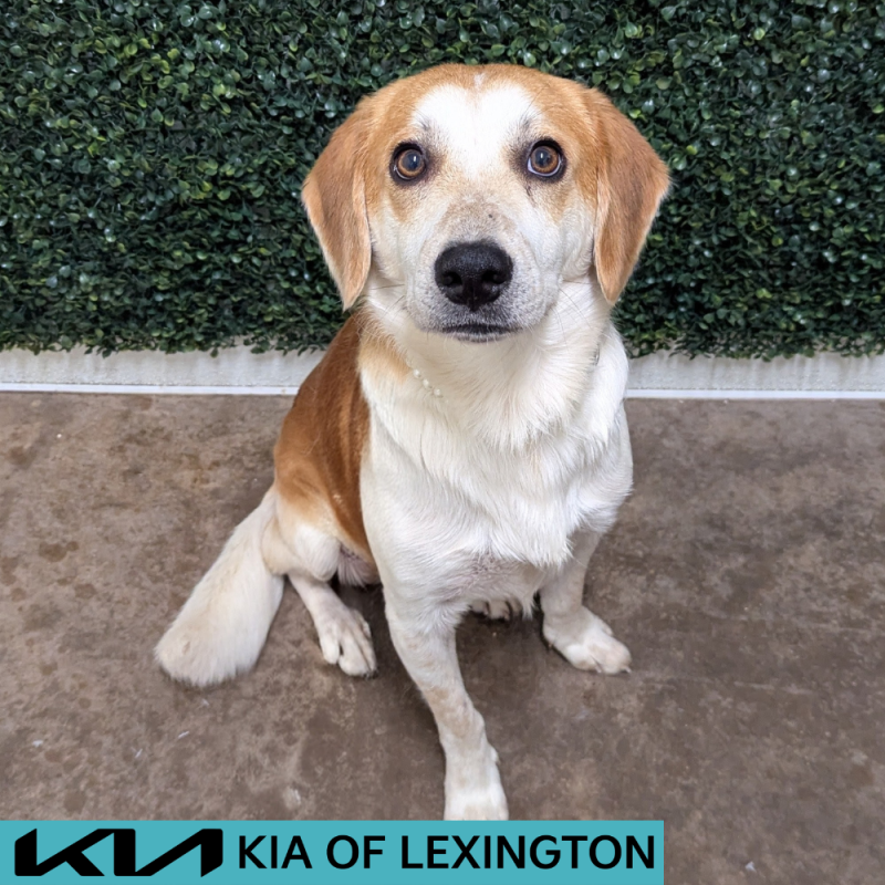 Website Pet Pictures - 2026-05-31T113651.477