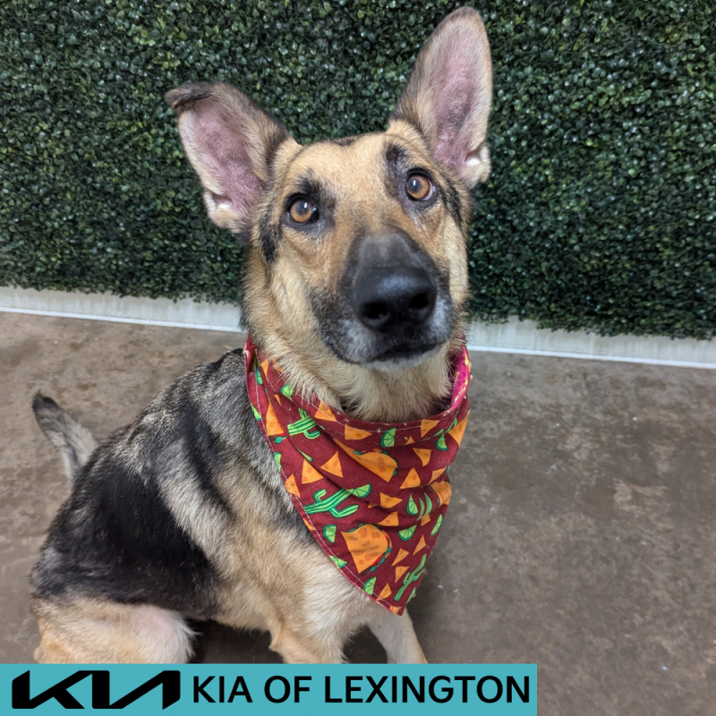 Website Pet Pictures - 2026-05-31T132236.833