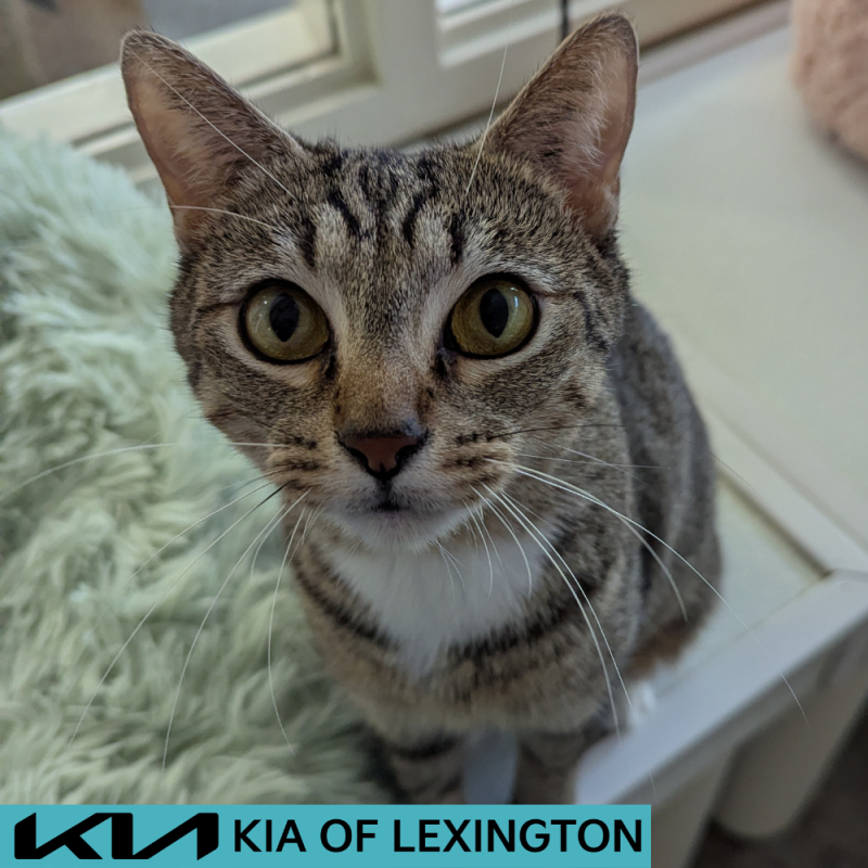 Website Pet Pictures - 2026-06-01T102344.168