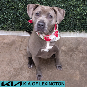 Website Pet Pictures - 2026-06-02T105559.715